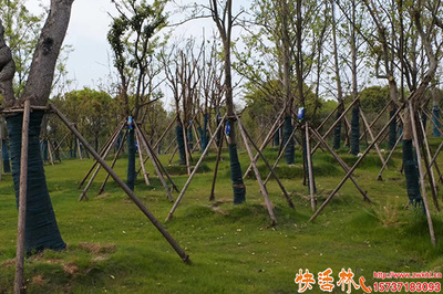 秋冬养根怎么养,生根液什么牌子好
