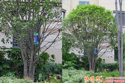 桂花树长势差是怎么回事,桂花树营养液哪一种好