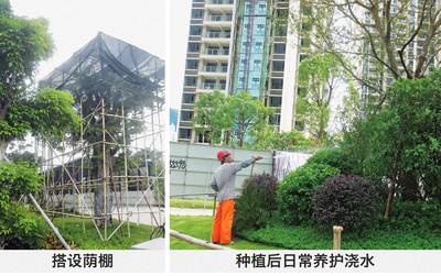 铁汉工匠丨园林工程质量通病·绿化篇之(七)--苗木种植后萎蔫