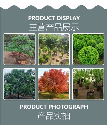 基地出售优质紫穗槐 丛生紫穗槐苗 园林绿化工程苗 护堤护坡苗木